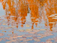 -白鹭湾湿地公园