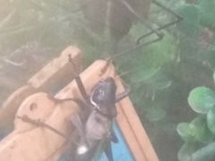 -上海昆虫博物馆