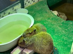 -上海大自然野生昆虫馆(东方明珠·爬宠昆虫探索中心)