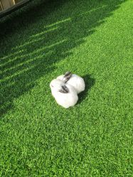 -萌宠亲子动物乐园(槐房万达店)