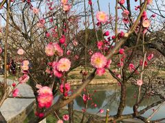 -林屋梅海青梅保护基地