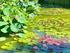 -国家植物园南园