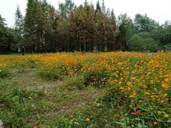 -桤木河湿地公园