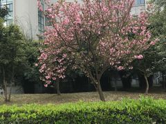 -武汉大学-樱园