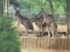 -大连森林动物园