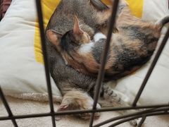 -瑞鹏宠物医院·骨科·猫科·内科(第一中心)