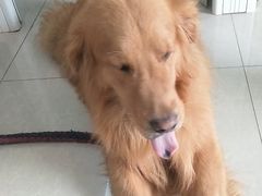 -瑞派福兴宠物医院犬猫全科·骨科·中西医结合(河东店)