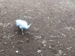 -秦皇岛野生动物园