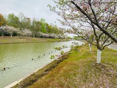 -上海海湾国家森林公园