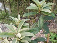 -孝丰南门锅贴(南街店)