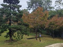 -铁山坪森林公园