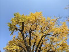 -千年银杏谷文化旅游区