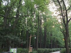 -上海共青森林公园