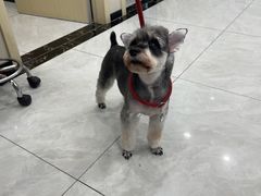 -安安宠医宠物医院·异宠·犬猫内科(岳阳分院)