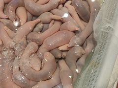 -老虎滩船说·海胆水饺·大连海鲜(老虎滩店)