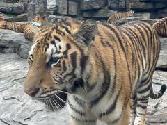 -栾川竹海野生动物园