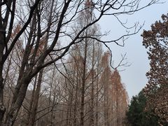-白水寺森林公园