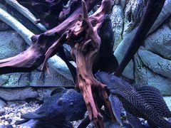 -上海海洋水族馆