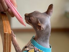 -藏猫猫咖啡主题馆(中央大道店)