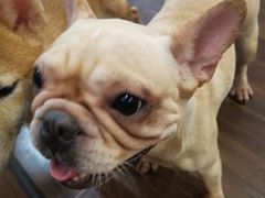 牛奶妹-柯斗斗主题餐厅·狗咖·围炉煮茶·茶饮(国瑞升平里店)