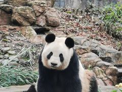 -中国大熊猫保护研究中心雅安碧峰峡基地