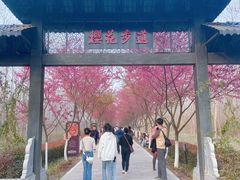 -合肥滨湖国家森林公园