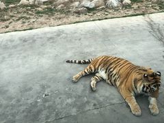 -西安秦岭野生动物园