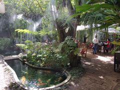 -Fern Forest Cafe
