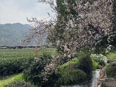 -中国茶叶博物馆(双峰馆区)