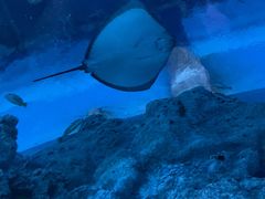 -芜湖新华联大白鲸海洋公园