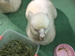 -藦茜花园宠物主题亲子互动体验馆(国顺东路店)
