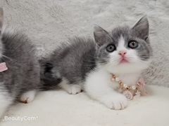 -十年猫舍·猫咪专门店(普陀店)