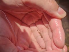 -雅鲁激流探险漂流