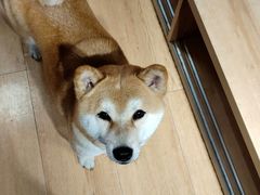 -是阿柴呀！柴犬咖啡·爱喵喵猫咖