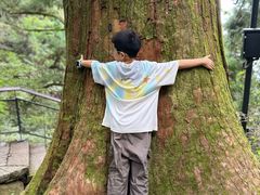 -天目山大树王景区