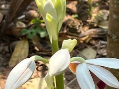 -中国科学院西双版纳热带植物园