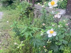 -西岭雪山大飞水景区