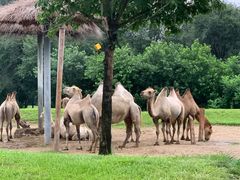 -北京野生动物园