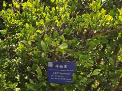 -中国科学院西双版纳热带植物园