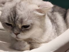 -飞行喵MR PILOT|猫舍·猫咖(静安大融城店)