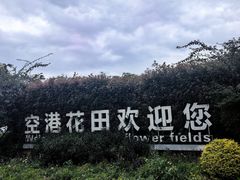 -空港花田景区