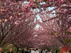 -古柏渡飞黄旅游区