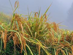 -紫鹊界梯田景区