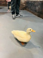 -Zoolung Zoolung动物主题公园(海信广场店)