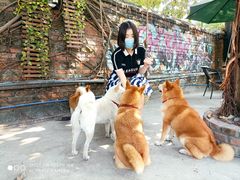 -柴犬高等学院·狗咖·柴犬售卖·宠物训练