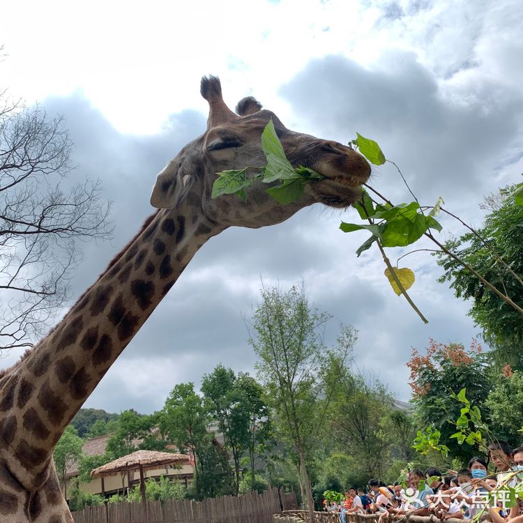 武汉野生动物园看动物