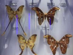 -吉林省自然博物馆