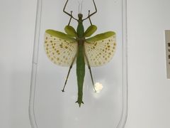 -上海昆虫博物馆