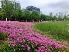 -天鹅湖体育公园