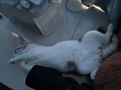 -lincat·猫舍(广州店)